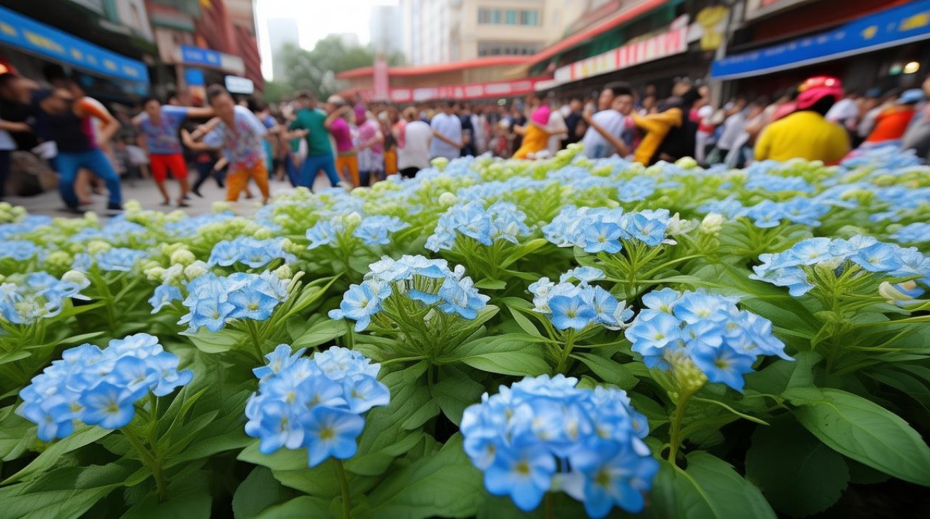 广场舞海桐2，海桐与广场舞的再度结合有何新意？